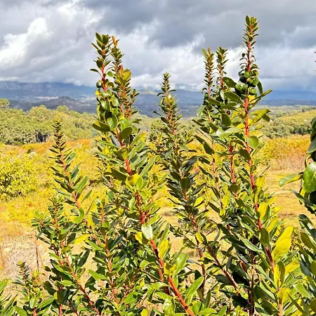 Casa rural Atalanta De La Vera Jaraíz de la Vera
